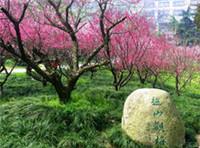 超山梅花