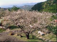 梅岭梅花