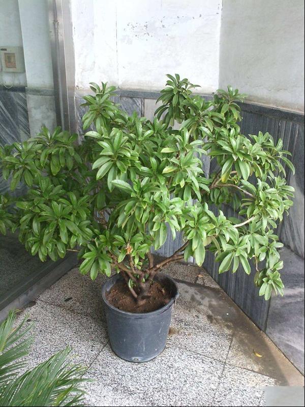 华灰莉木、非洲茉莉、灰莉木、箐黄果
