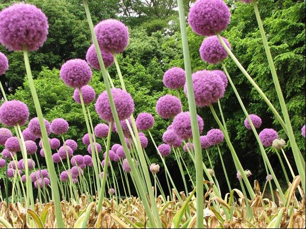 大花葱吉安花巨葱高葱硕葱