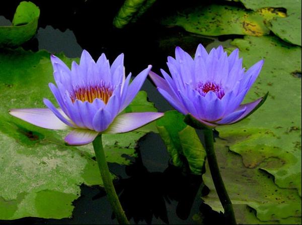 睡火莲子午莲水浮莲水芹花紫睡莲