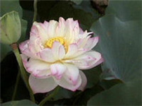 重瓣粉莲