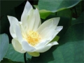 荷花,莲花