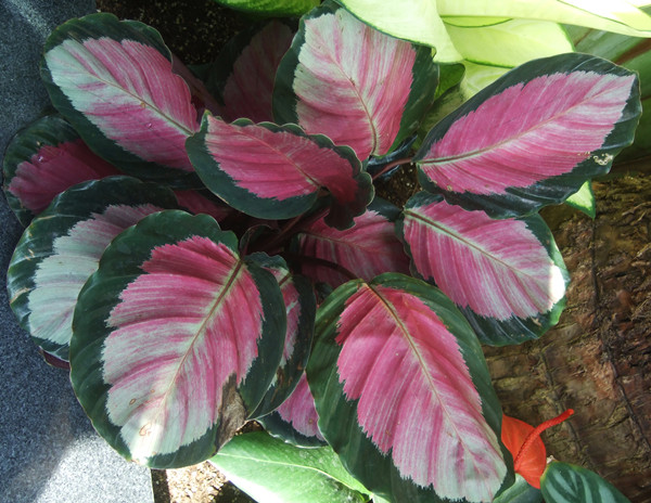 红玫瑰竹芋红背竹芋大孔雀竹芋彩虹竹芋