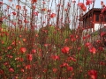 山麻杆