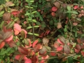 扶芳藤