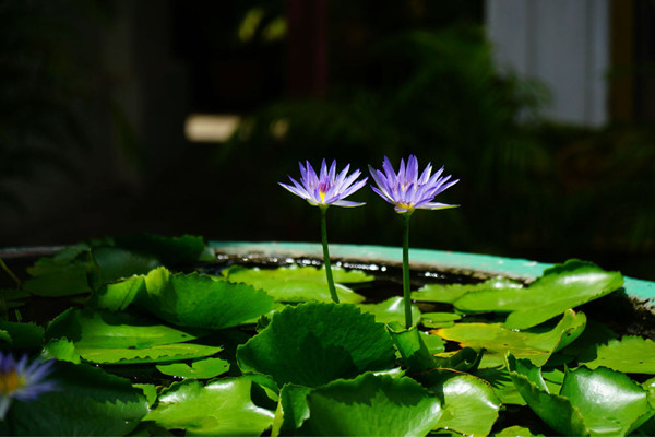 蓝莲花
