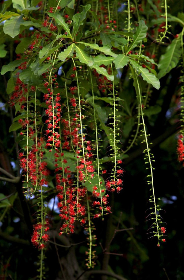 红花玉蕊玉蕊水茄苳