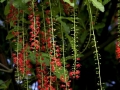 红花玉蕊