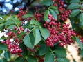 花椒树