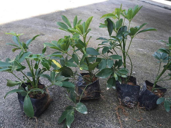 鹅掌柴鸭掌木鹅掌木