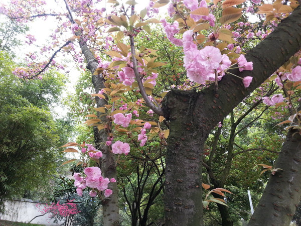 樱花树
