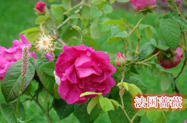 法国蔷薇