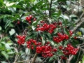 硃砂根