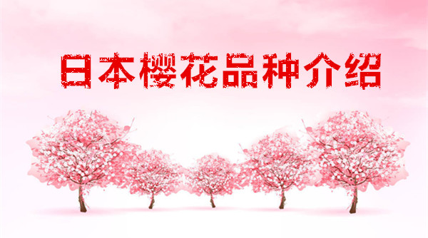 日本樱花品种介绍