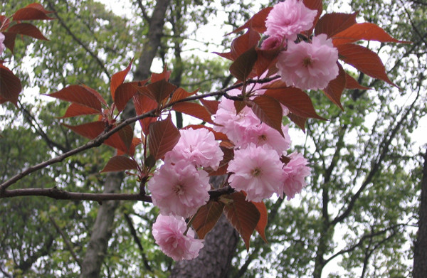 红叶樱花