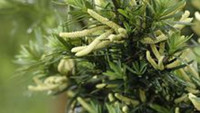 叶短罗汉松