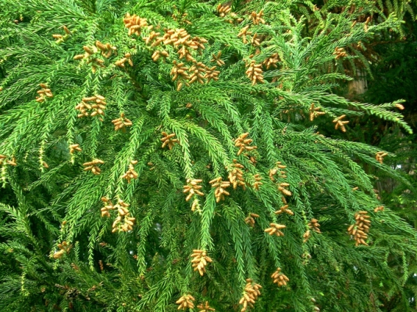 孔雀杉