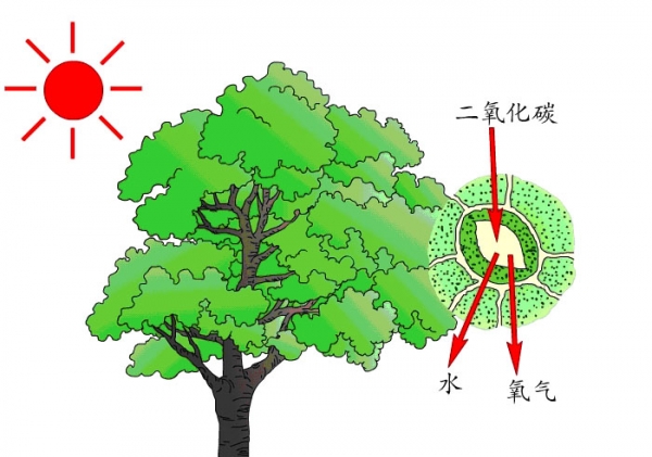  绿色植物的光合作用