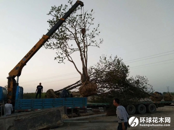 丛生乌桕树正在装车
