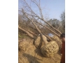 安徽肥西乌桕基地主产乌桕树,大骨架乌桕,2-30公分乌桕价格便宜