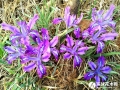 野鸢尾
