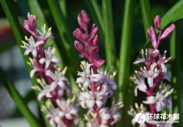 松寿兰 小叶万年青 竹根七 蛇尾七 吉祥草 紫衣草