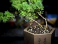蓬莱松盆景制作方法及后期养护