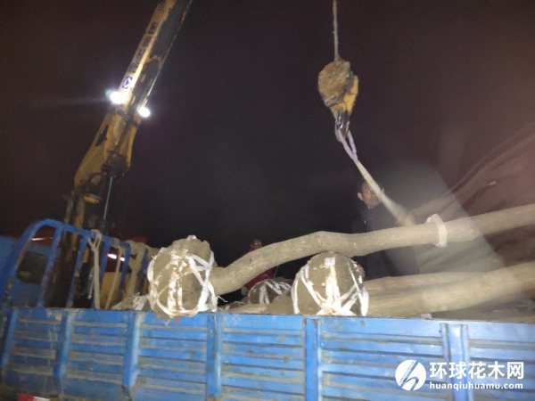 12公分乌桕正吊机上车