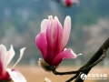 宝华玉兰