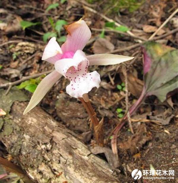独花兰