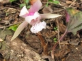 独花兰