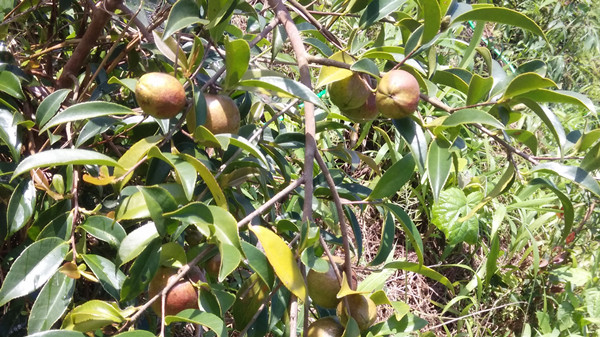 油茶树图片