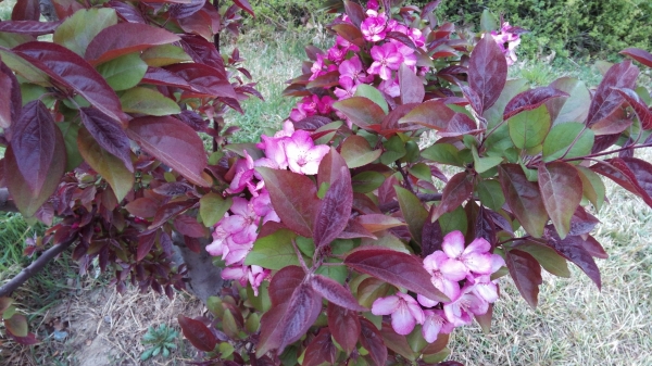 紫叶紫花海棠