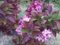 紫叶紫花海棠