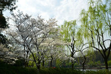 孤山樱花