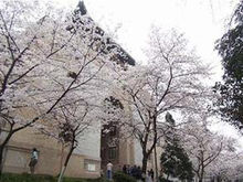 武汉大学樱花