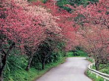 八重岳里的樱花
