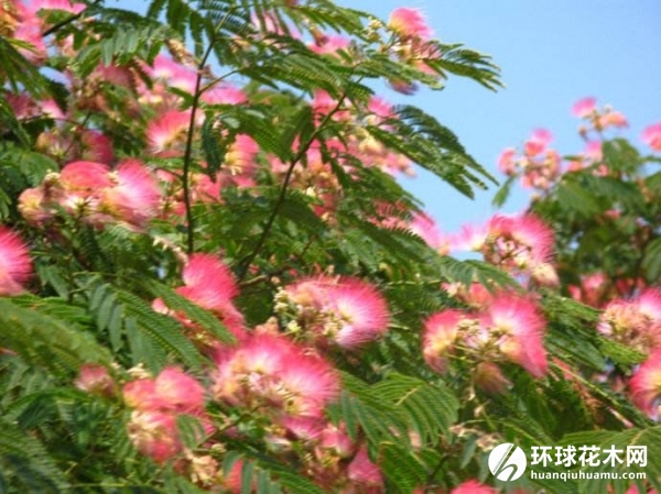 合欢马缨花绒花树合昏夜合鸟绒