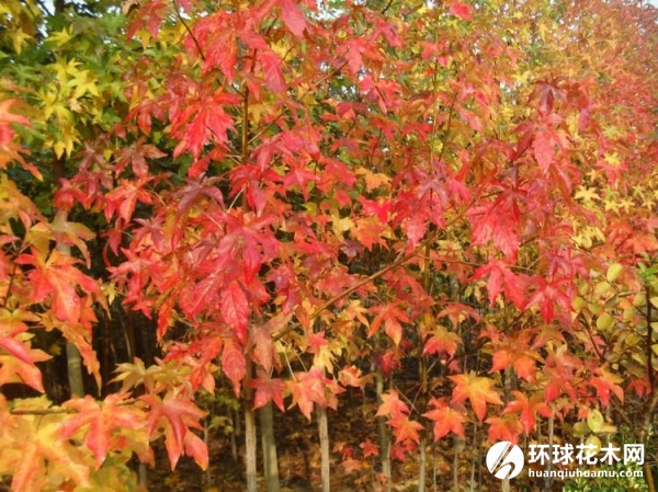 北美枫香胶皮枫香树