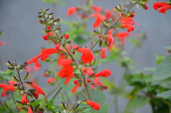 红花鼠尾草开花图片