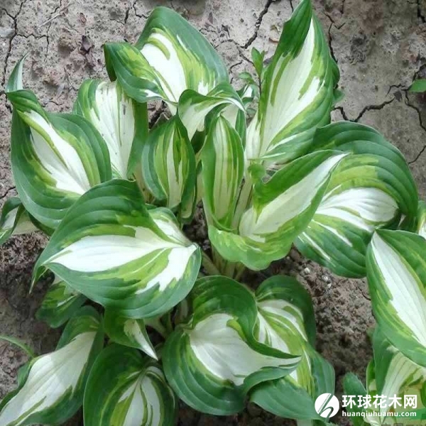花叶玉簪