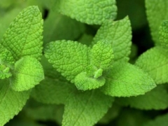 薄荷