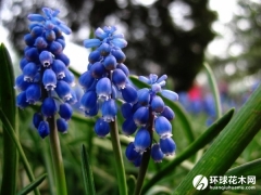 葡萄风信子