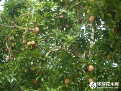 人心果