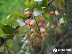 毛梗小檗