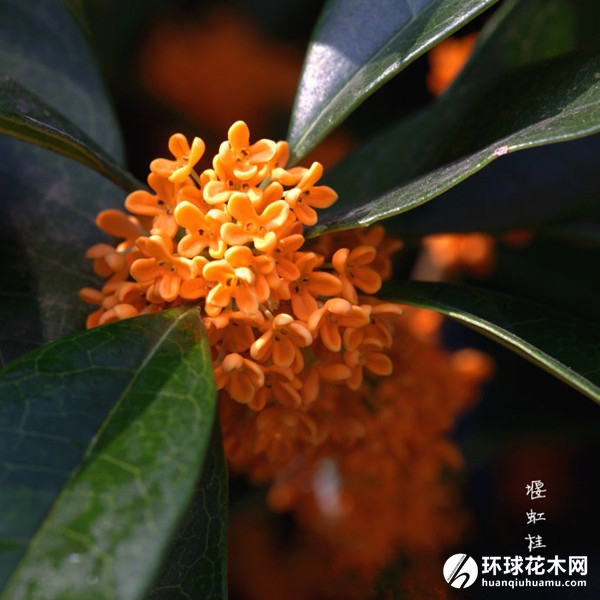 堰虹桂