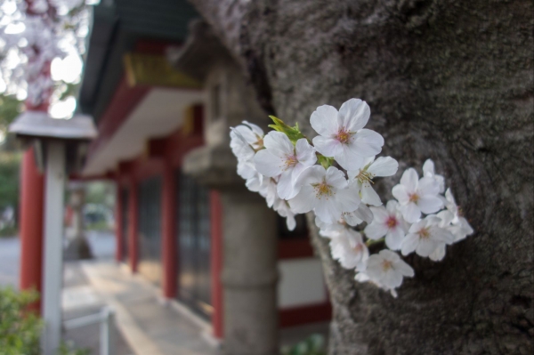 东京樱花
