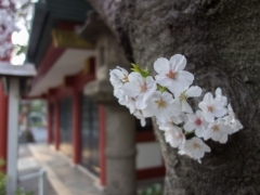 东京樱花