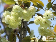 郁金樱